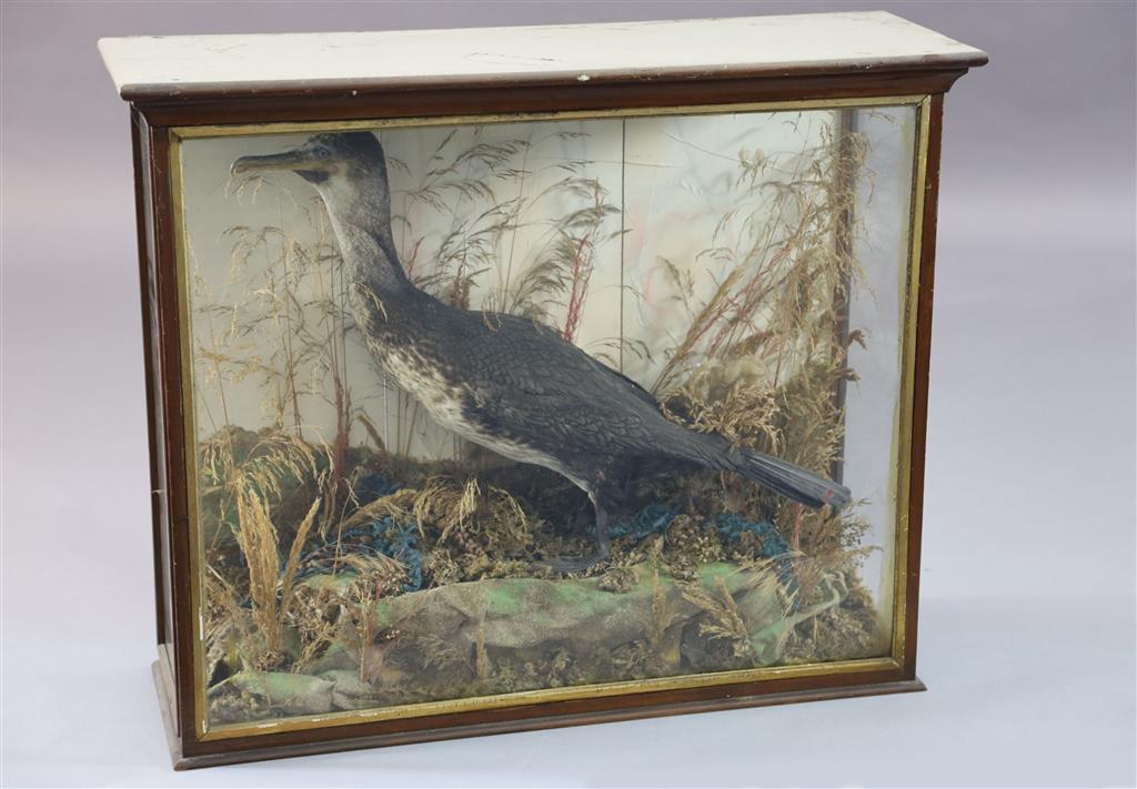 A Victorian taxidermic cormorant, cased, 81 x 72cm